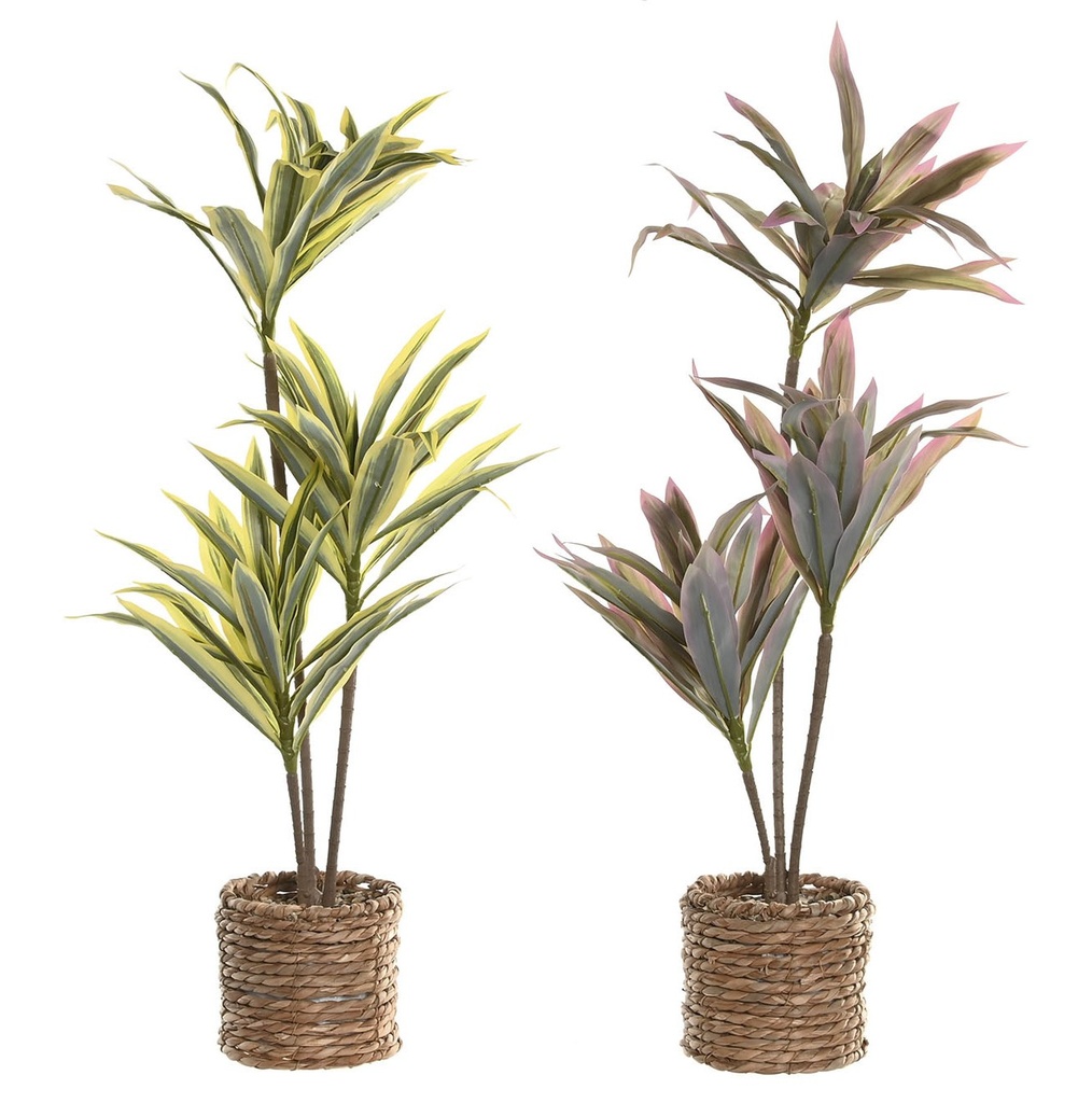 Planta de fibra, 2 diseños surtidos