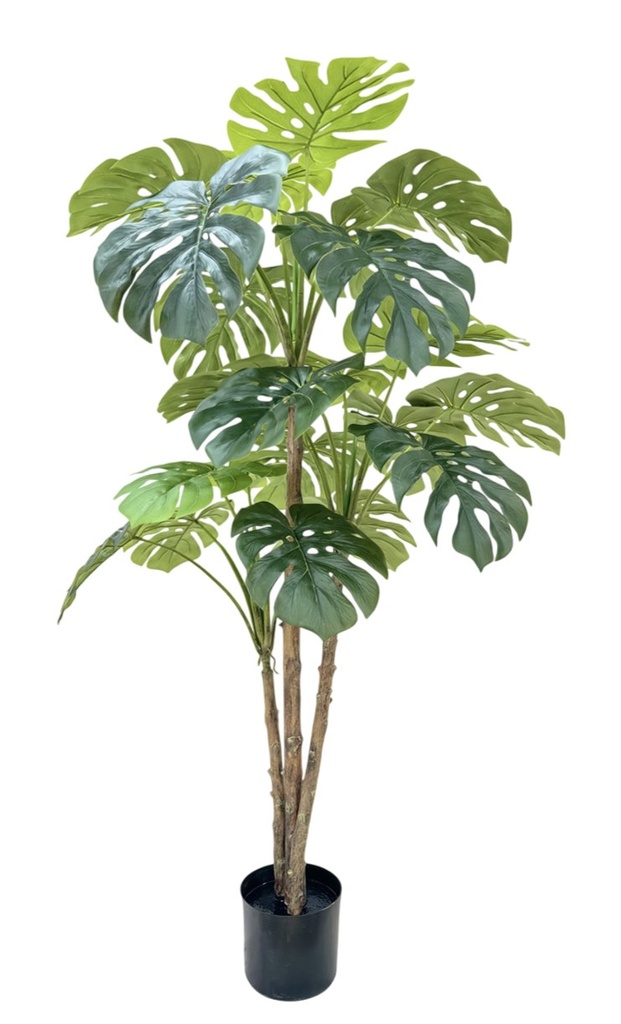 Planta de monstera, verde