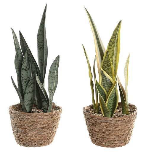 [99700] Planta de fibra con sansevieria, 2 diseños surtidos
