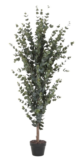 [99856] Árbol de eucalipto, verde